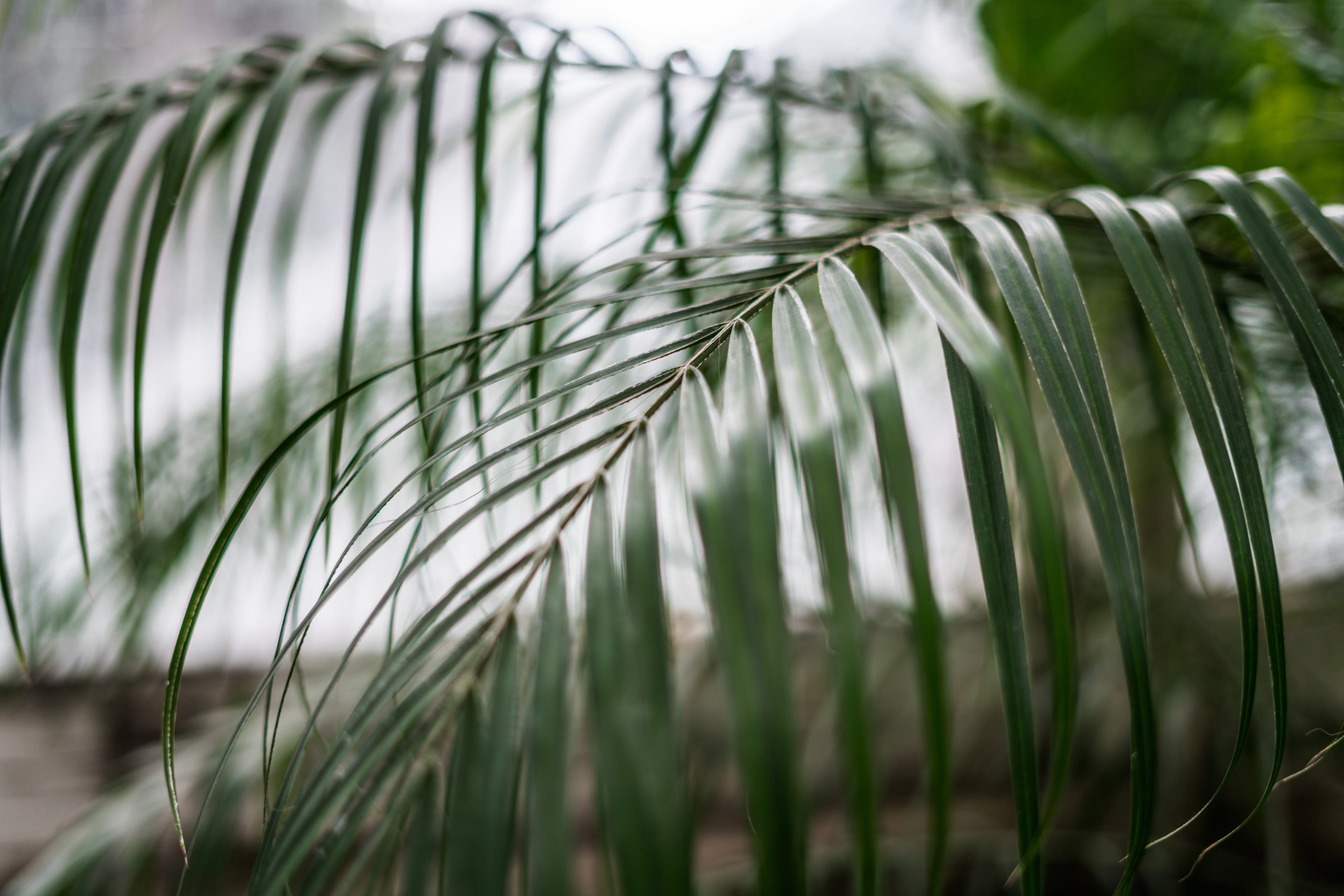 Palm leaves on a warm summer day